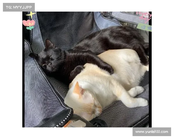 猫鼠情深的7种独特方式庆祝友谊让你与朋友的关系更紧密